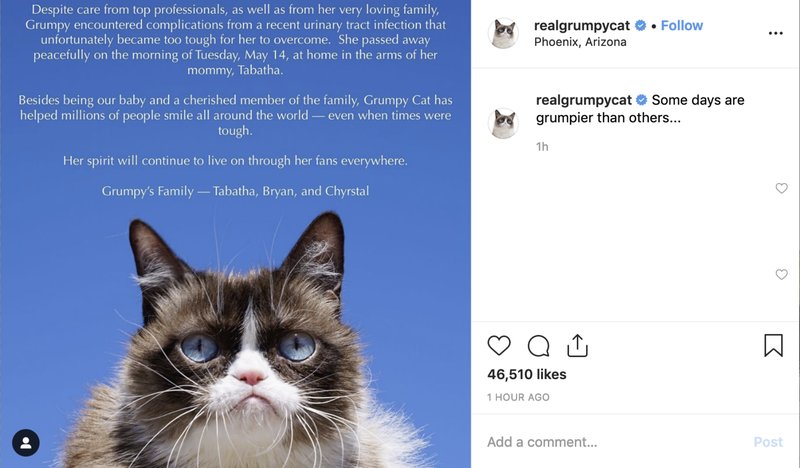 Grumpy Cat Grumpy Cat